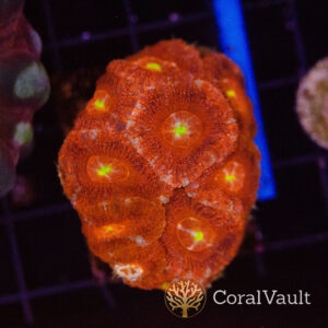 Bullseye Acan Mini Colony