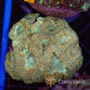 Sand Dune Blastomussa Mini Colony