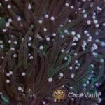 White Tip Green Torch