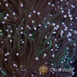 White Tip Green Torch