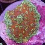XL Pearl Globular