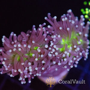 Coral Sea Atomic Torch