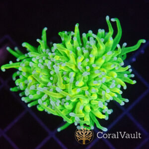 True Banana Grail Torch