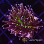 Copper Torch