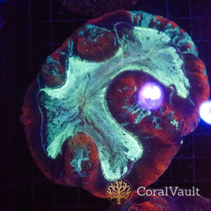 Seafoam Blue Trachyphyllia