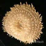 Malu Anemone