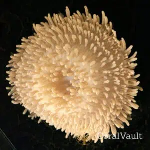 Malu Anemone