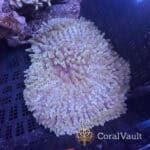 Malu Anemone