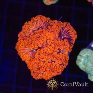 Prime Crimson Blastomussa