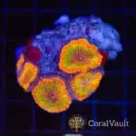 Skittles Meltdown Blastomussa