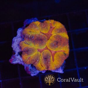 Juice Box Symphyllia