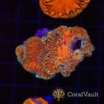 Gold Lash Blastomussa