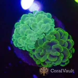 Brain Freeze Bubble Plate