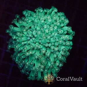 Nuclear Noodles Alveopora