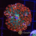 Rhubarb St. Thomas Mushroom