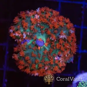 Rhubarb St. Thomas Mushroom