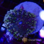 Colour Crash St. Thomas Mushroom