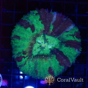 XL Toxic Warpaint Parascolymia