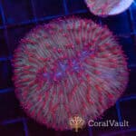 Candy Sauce Diaseris Plate