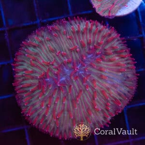 Candy Sauce Diaseris Plate