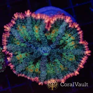 Pink Rim Frankenstein Bounce Mushroom