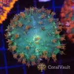 Space Pickle St. Thomas Mushroom