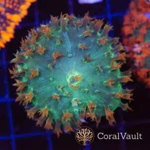 Space Pickle St. Thomas Mushroom