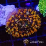 Wild Charge St. Thomas Mushroom