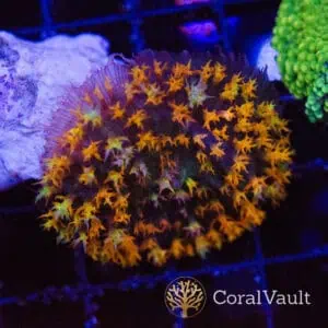 Wild Charge St. Thomas Mushroom