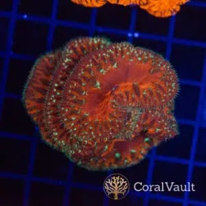 Gold Lash Blastomussa