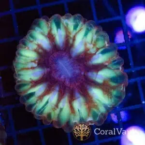 Aurora Bloom Cynarina