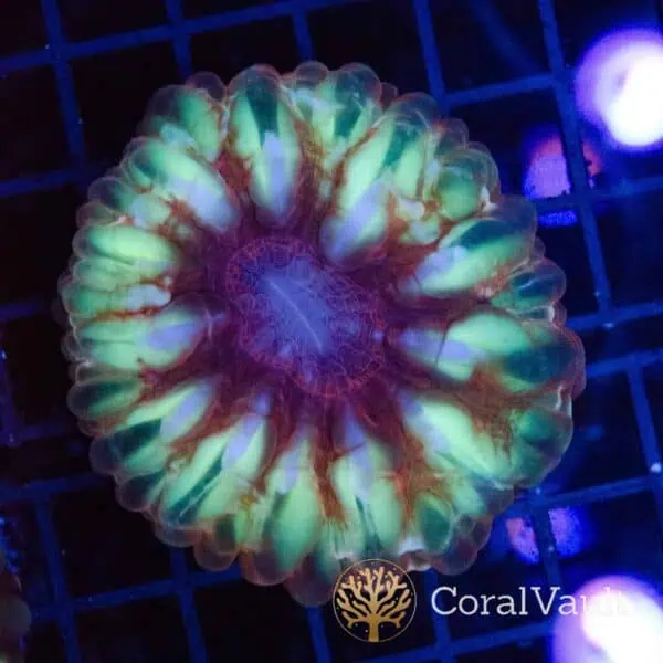 Aurora Bloom Cynarina