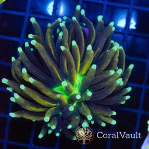 Neon Reactor Torch