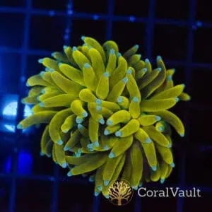 Sun God Torch – Apex