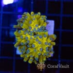 Banana Cristata