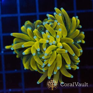 Sun God Torch – Nova