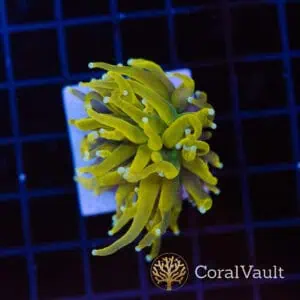 Sun God Torch – Flow