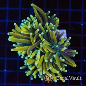 Sun God Torch – Crown