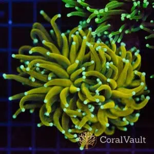 Sun God Torch – Core