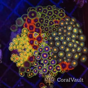 Carnival Chaos Zoa Colony