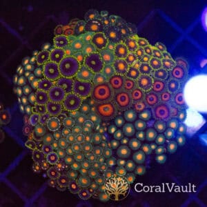 Ember Grid Zoa Colony