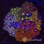 Prism Inferno Zoa Colony