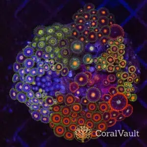 Prism Inferno Zoa Colony