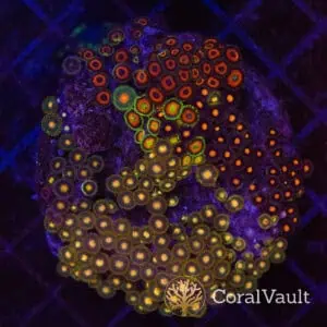 Sunset Mosaic Zoa Colony