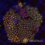 Solar Storm Zoa Colony
