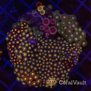 Solar Storm Zoa Colony