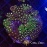 Tangerine Splash Zoa Colony