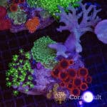Electric Garden Softie Plate