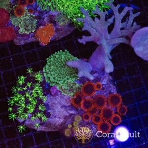 Electric Garden Softie Plate