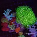 Neon Garden Softie Plate